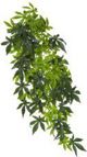 Hagen EXOTERRA Φυτό Abuliton L