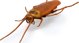Hexbug HEX BOTS διαδραστικό παιχνίδι Nano Real Bugs 5 πακέτο