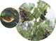 Home It HOME It® fuglenet 15×15 mm x 2×10 meter