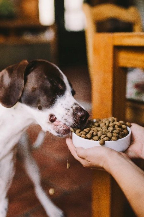 Josera Green Petfood  Hypoallergenic with Insects 3 kg