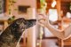 Josera Green Petfood  Hypoallergenic with Insects 3 kg