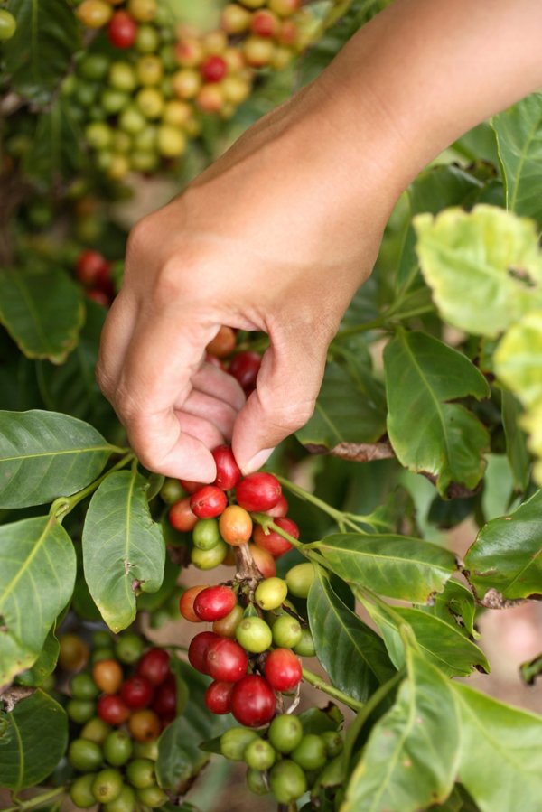 Kawa ziarnista MK Cafe Fresh India Plantation 1kg
