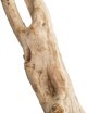 Ρίζα Ξύλου Korze� Twist 50-200 cm