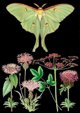 Madame Treacle Καρνέ Σημειωματάριο B6 με Φάκελο, Σχέδιο Green Moth, Πράσινη Νυχτοπεταλούδα
