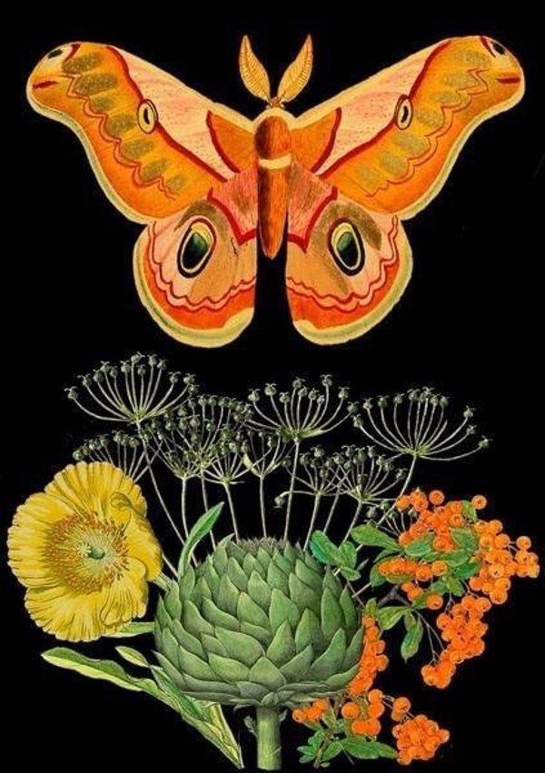 Madame Treacle Καρτ Ποστάλ B6 με Φάκελο Orange Moth, Διαστάσεις B6, 1 Τεμάχιο