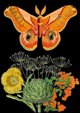Madame Treacle Καρτ Ποστάλ B6 με Φάκελο Orange Moth, Διαστάσεις B6, 1 Τεμάχιο