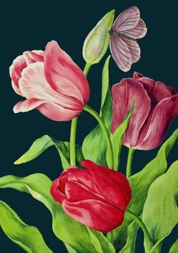 Madame Treacle Καρνέ B6 Tulips at Night με Φάκελο, 17.6x12.5cm