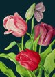 Madame Treacle Καρνέ B6 Tulips at Night με Φάκελο, 17.6x12.5cm