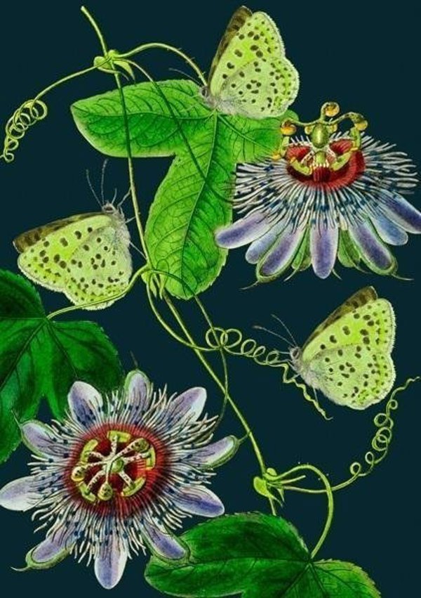 Madame Treacle Καρνέ B6 με φάκελο Passiflora τη νύχτα