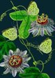 Madame Treacle Καρνέ B6 με φάκελο Passiflora τη νύχτα