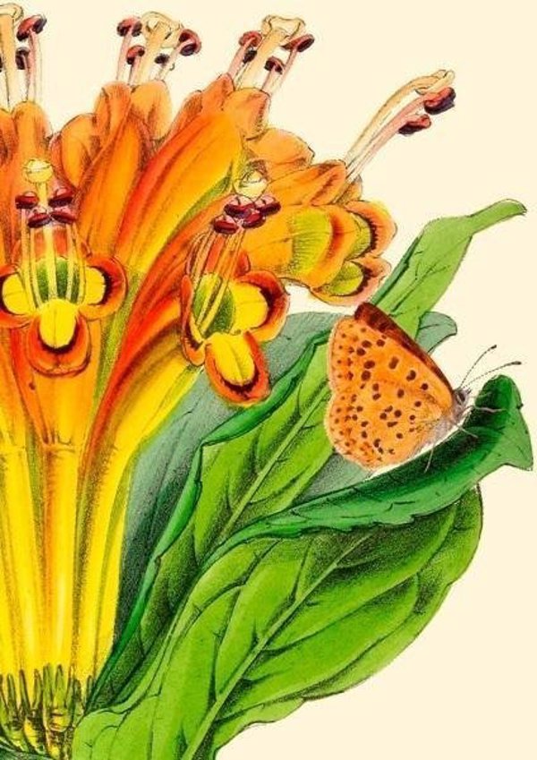 Madame Treacle Καρνέ B6 Alstromeria με Φάκελο, Σημειωματάριο Αγγλικής Κατασκευής
