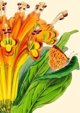 Madame Treacle Καρνέ B6 Alstromeria με Φάκελο, Σημειωματάριο Αγγλικής Κατασκευής