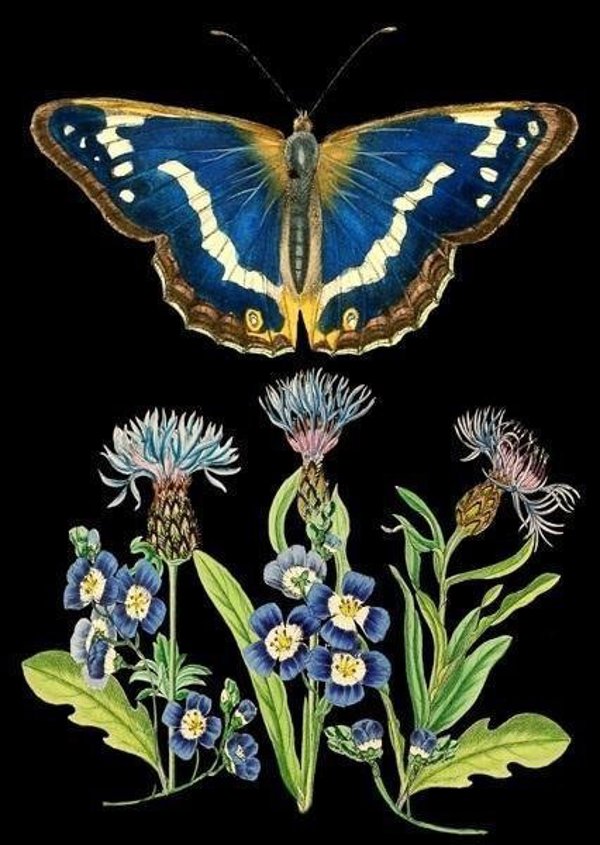 Madame Treacle Καρνέ Σημειωματάριο B6 με Φάκελο, Σχέδιο Blue Butterfly, Μπλε