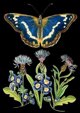 Madame Treacle Καρνέ Σημειωματάριο B6 με Φάκελο, Σχέδιο Blue Butterfly, Μπλε