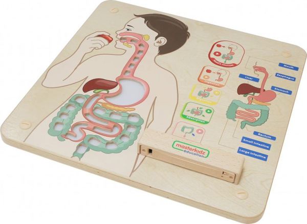 Εκπαιδευτικό Συμβούλιο Masterkidz MASTERKIDZ Digestive System 7966401 6955920014412