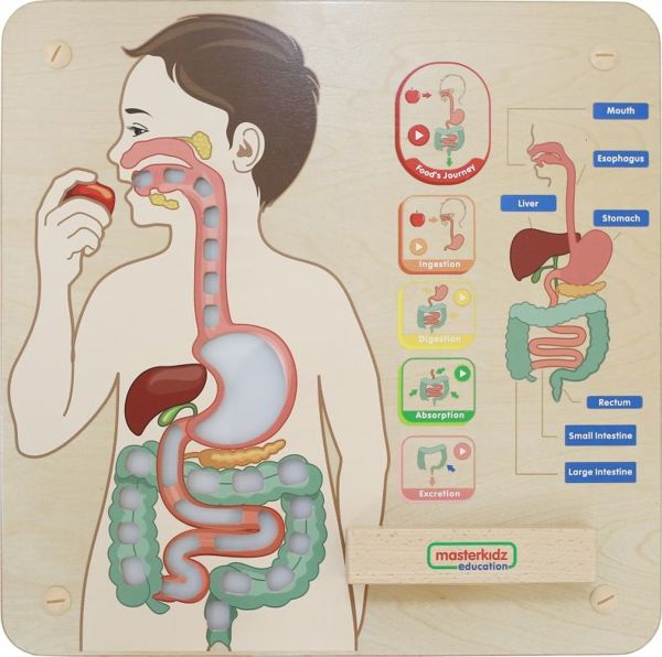 Εκπαιδευτικό Συμβούλιο Masterkidz MASTERKIDZ Digestive System 7966401 6955920014412