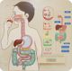 Εκπαιδευτικό Συμβούλιο Masterkidz MASTERKIDZ Digestive System 7966401 6955920014412