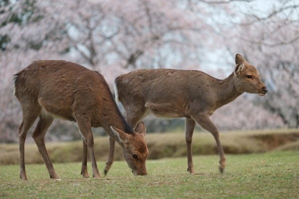 Φακός FUJIFILM Fujinon XF-55-200mmF5.5-F4.8 R LM OIS