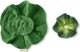 Oli&Carol Oli&Carol Kendall το Kale Mini Doudou-Teether, 0+