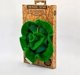 Oli&Carol Oli&Carol Kendall το Kale Mini Doudou-Teether, 0+