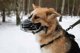 Pet Nova PET NOVA METAL MUZZLE XL