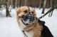 Pet Nova PET NOVA METAL MUZZLE XL