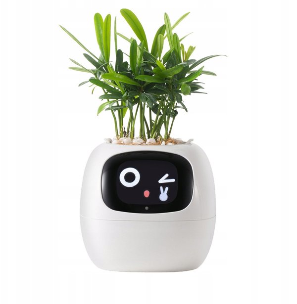 PlantsIO Κισσός Biala