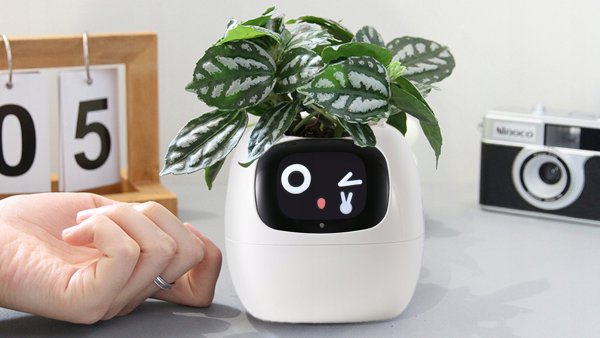 PlantsIO Κισσός Biala