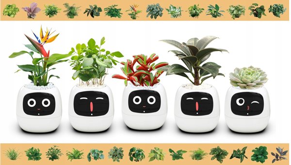 PlantsIO Κισσός Biala