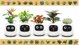 PlantsIO Κισσός Biala