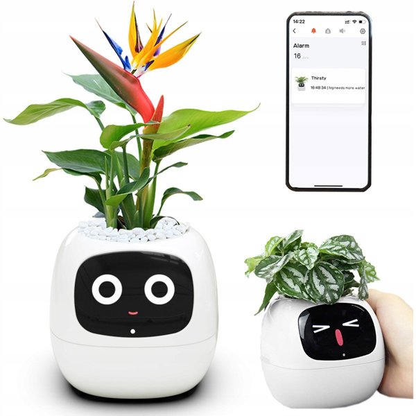 PlantsIO Κισσός Biala