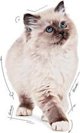Royal Canin Γατάκι ζελέ 85g
