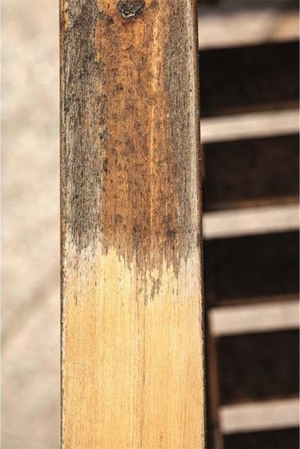 Scheppach Νάιλον βούρτσα για παλαίωση ξύλου MRS1300 125x100m 125x, Scheppach