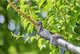 Ψαλίδι κλαδέματος Gardena GARDENA Ασύρματο Τηλεσκοπικό Ψαλίδι Κλαδέματος HighCut 250/18V P4A solo, 18V (σκούρο γκρι/τυρκουάζ, χωρίς μπαταρία και φορτιστή, POWER FOR ALL ALLIANCE)