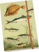 Skona Ting Διακοσμητικό σημειωματάριο A5 STNOTE 122 Nordic fish 13897425 7340117749229