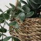 Τεχνητό κρεμαστό φυτό EUCALYPTUS, 78 cm