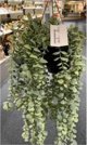 Τεχνητό κρεμαστό φυτό SENECIO, 60 εκ.
