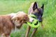 Triton Kiwi Walker Let's Play Frisbee Mini μπλε