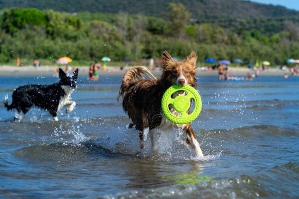 Triton Kiwi Walker Let's Play Frisbee Mini μπλε