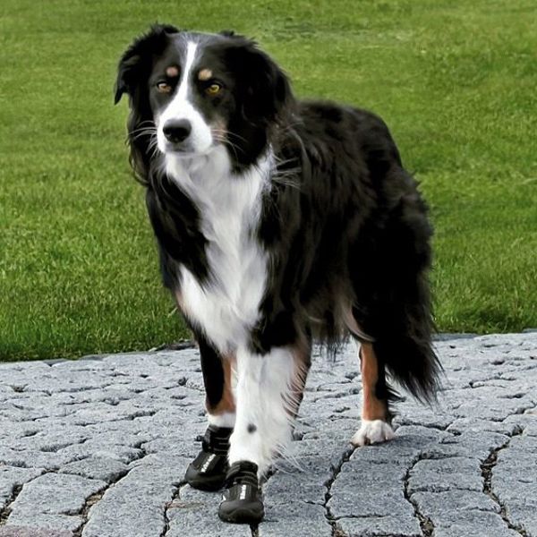 ΠΑΠΟΥΤΣΙΑ ΑΣΦΑΛΕΙΑΣ Trixie Walker Active, L, 2 τεμ. 1162514 4011905194646