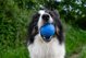 TRITON Kiwi Walker Let's Play Ball Maxi μπάλα μπλε