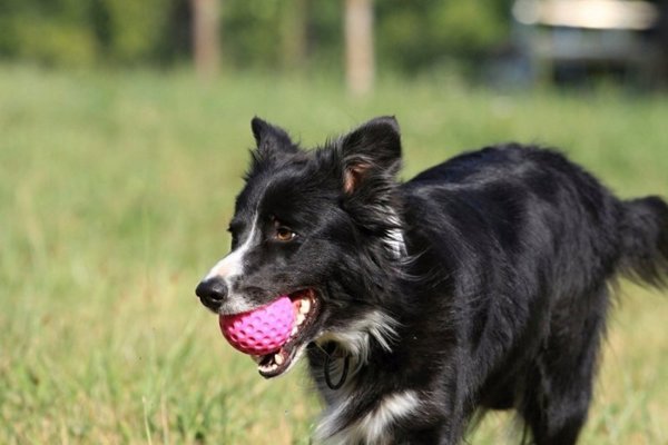 TRITON Kiwi Walker Let's Play Ball Maxi μπάλα μπλε