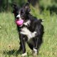 TRITON Kiwi Walker Let's Play Ball Maxi μπάλα μπλε