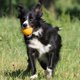 TRITON Kiwi Walker Let's Play Ball Mini μπάλα πορτοκαλί