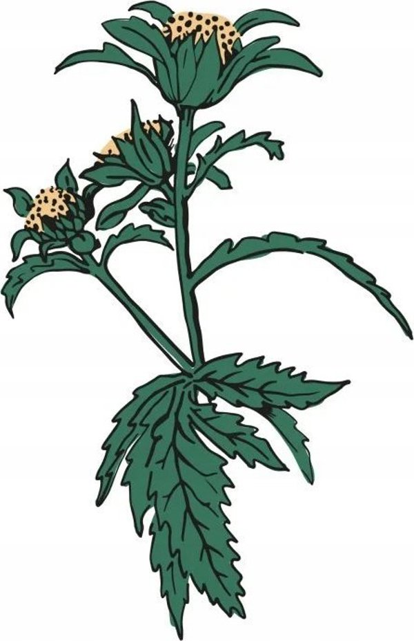 Tyma Herbs Tyma Herbs, Αρτεμισία, Λάδι από Bidens για όλο το σώμα, 30 ml
