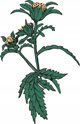 Tyma Herbs Tyma Herbs, Αρτεμισία, Λάδι από Bidens για όλο το σώμα, 30 ml