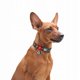 Περιλαίμιο WAU DOG Nylon με Ετικέτα Διεύθυνσης QR XL 25mm/37-58cm Λάμπαρτ