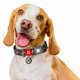 Περιλαίμιο WAU DOG Nylon με Ετικέτα Διεύθυνσης QR XL 25mm/37-58cm Λάμπαρτ