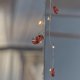 Anita Brilliant, 20LED, Rose