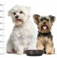 BE NORDIC, miska, dla kota, czarna, ceramika/guma, 0,3 l/o 16 cm